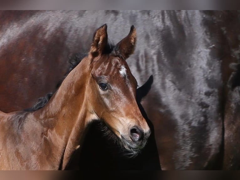 Hannoveranare Hingst Föl (05/2024) Rökfärgad svart in Dorf Mecklenburg