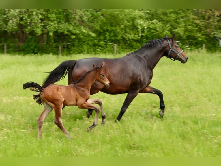 Hannoveranare Hingst Föl (05/2024) Rökfärgad svart in Dorf Mecklenburg