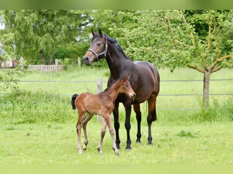 Hannoveranare Hingst Föl (05/2024) Rökfärgad svart in Dorf Mecklenburg