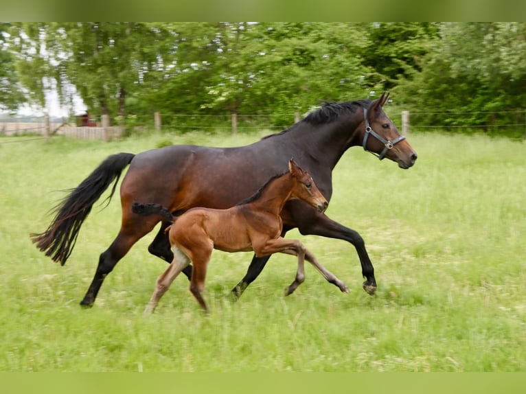 Hannoveranare Hingst Föl (05/2024) Rökfärgad svart in Dorf Mecklenburg