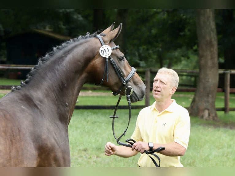 Hannoveranare Hingst Föl (05/2024) Rökfärgad svart in Dorf Mecklenburg