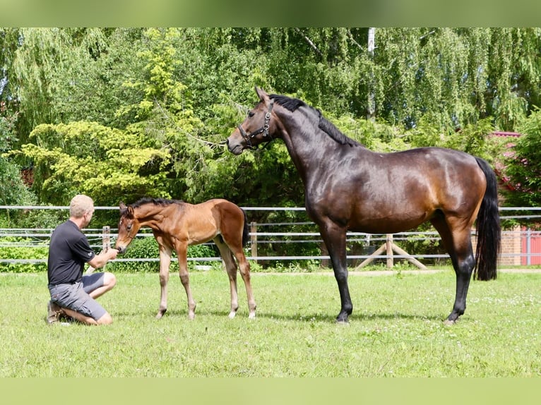 Hannoveranare Hingst Föl (05/2024) Rökfärgad svart in Dorf Mecklenburg