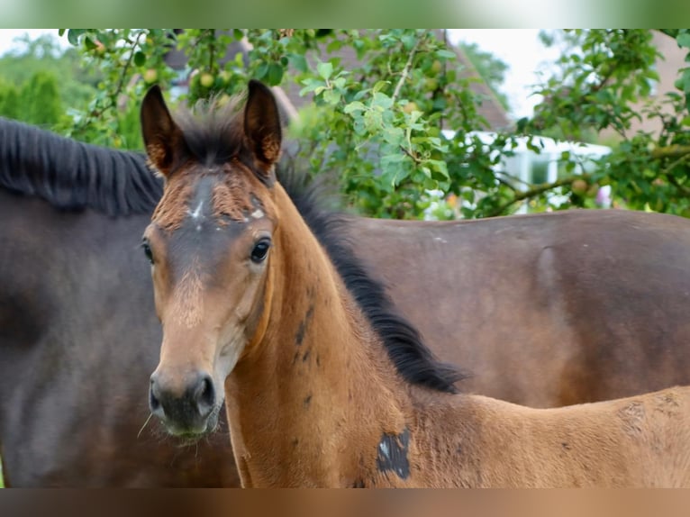 Hannoveranare Hingst Föl (05/2024) Rökfärgad svart in Dorf Mecklenburg