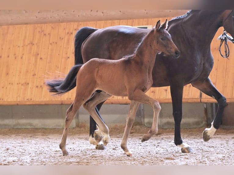 Hannoveranare Hingst Föl (04/2024) Rökfärgad svart in Mudau