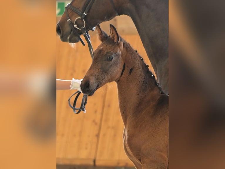 Hannoveranare Hingst Föl (04/2024) Rökfärgad svart in Mudau