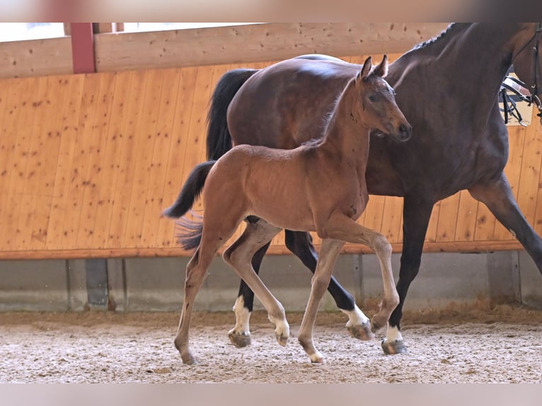 Hannoveranare Hingst Föl (04/2024) Rökfärgad svart in Mudau