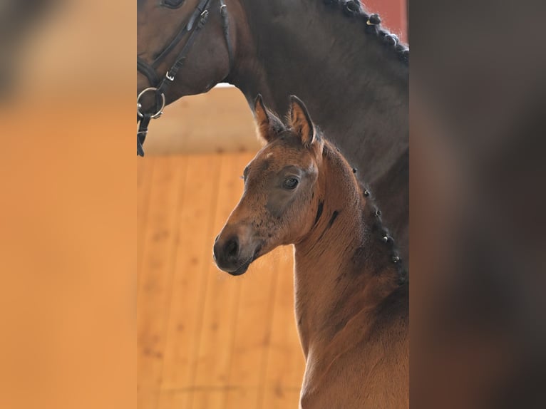 Hannoveranare Hingst Föl (04/2024) Rökfärgad svart in Mudau