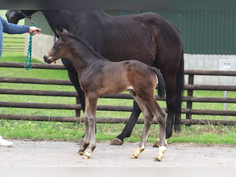 Hannoveranare Hingst Föl (04/2024) Rökfärgad svart in Selsingen