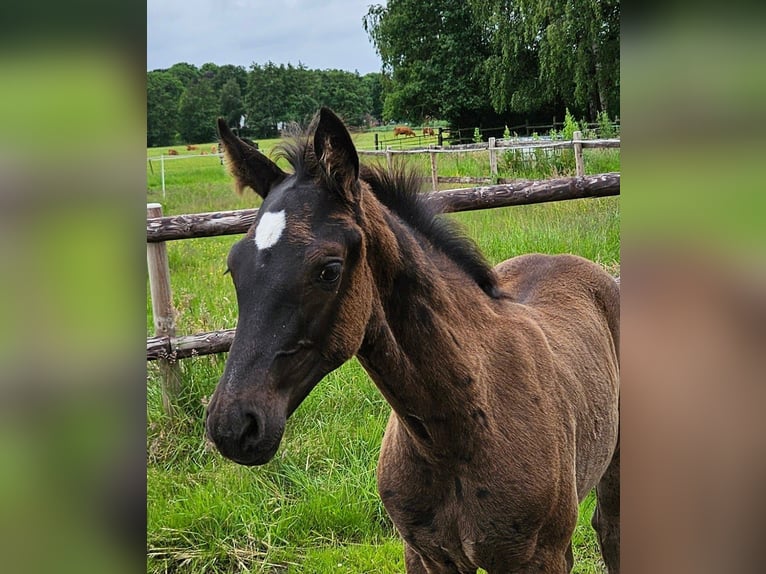 Hannoveranare Hingst Föl (03/2024) Rökfärgad svart in Wurster Nordseeküste