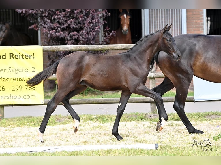 Hannoveranare Hingst Föl (01/2024) Rökfärgad svart in Weyhe