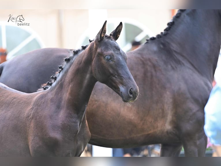 Hannoveranare Hingst Föl (01/2024) Rökfärgad svart in Weyhe