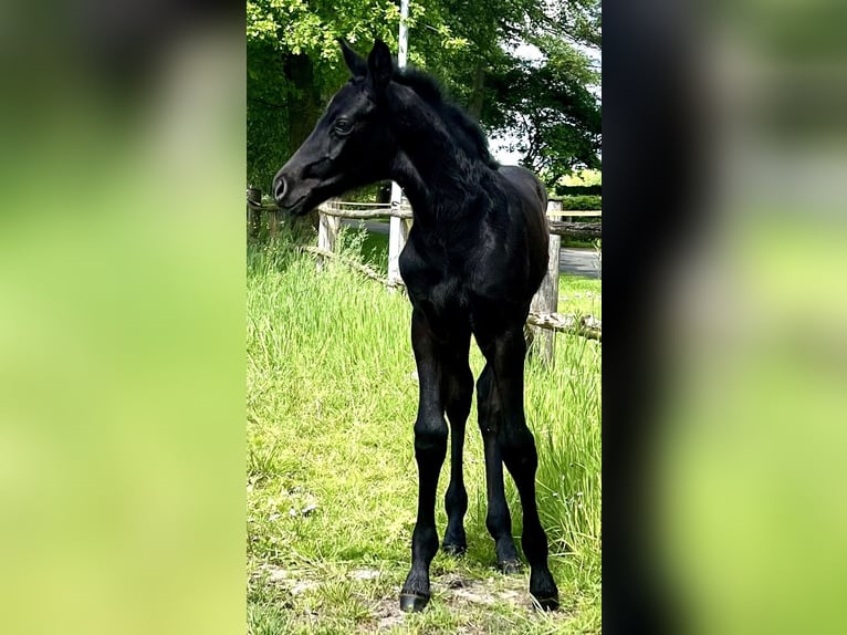 Hannoveranare Hingst Föl (04/2024) Rökfärgad svart in Rhade