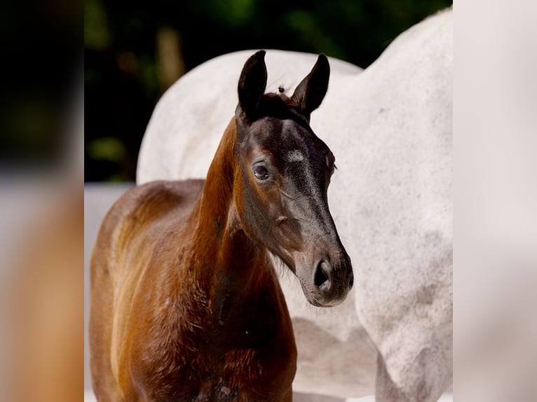 Hannoveranare Hingst Föl (04/2024) Rökfärgad svart in Rhade