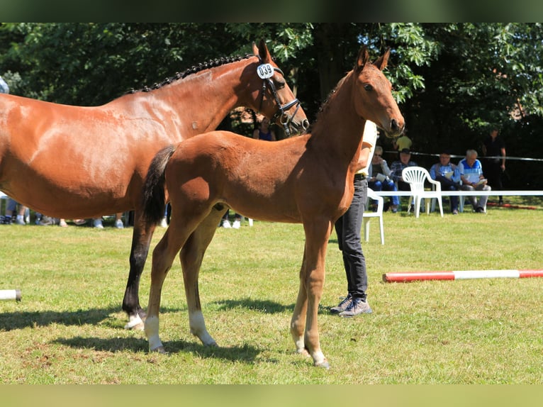 Hannoveranare Hingst Föl (04/2024) in Gorleben Meetschow