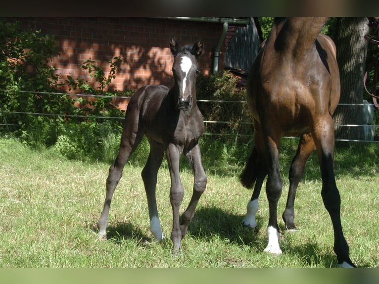 Hannoveranare Hingst Föl (05/2024) Svart in Raddestorf