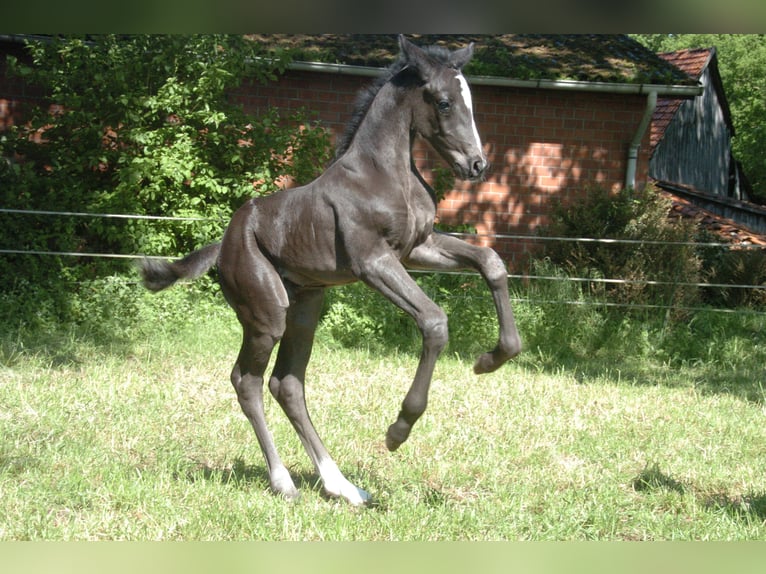 Hannoveranare Hingst Föl (05/2024) Svart in Raddestorf