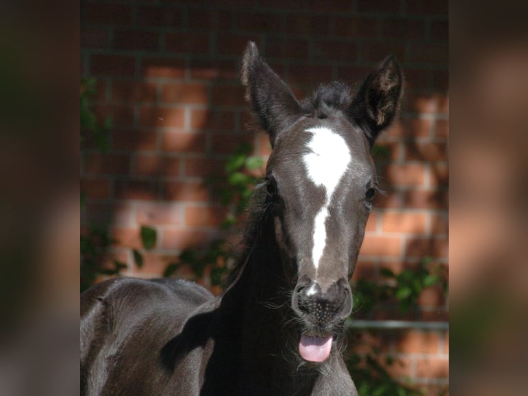 Hannoveranare Hingst Föl (05/2024) Svart in Raddestorf