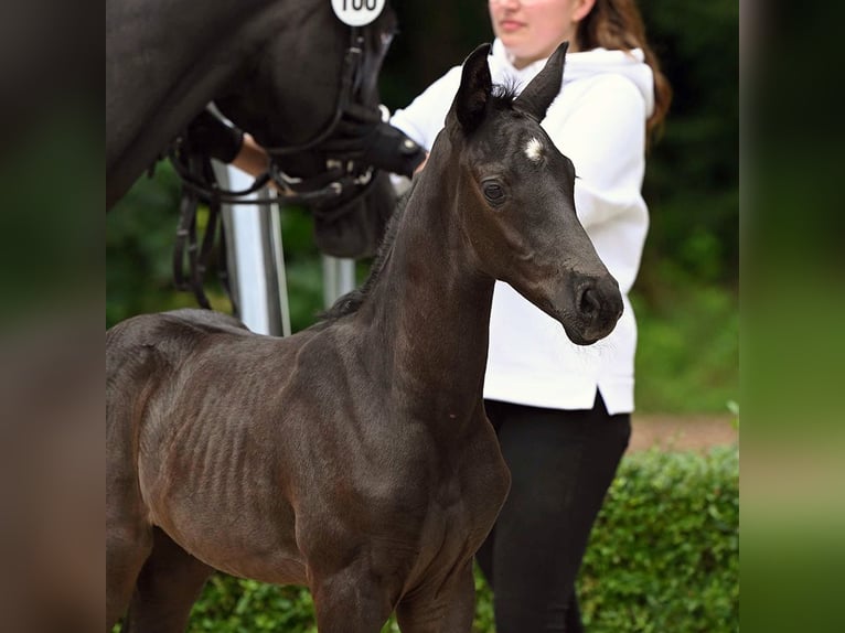 Hannoveranare Hingst Föl (06/2024) Svart in Bad Bevensen