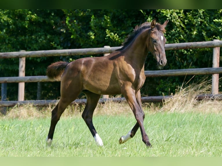 Hannoveranare Hingst Föl (04/2024) Svart in Kettig