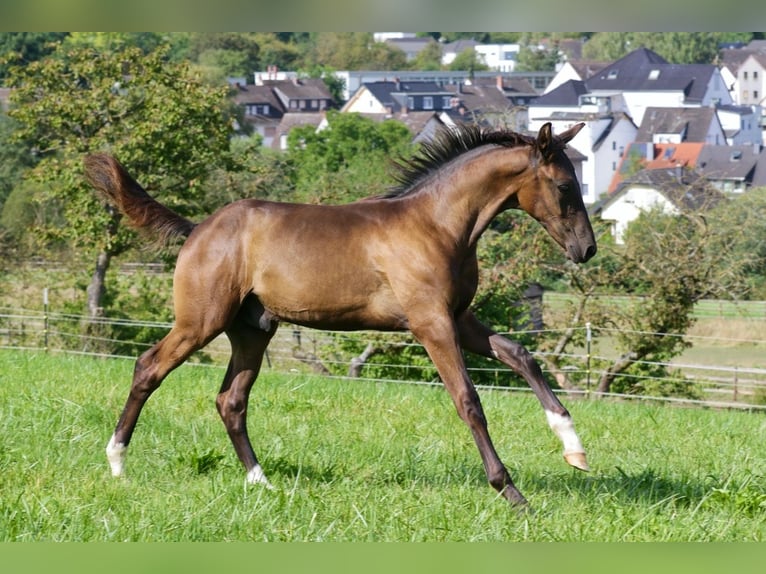 Hannoveranare Hingst Föl (04/2024) Svart in Kettig