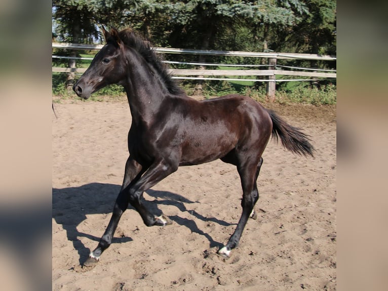 Hannoveranare Hingst Föl (05/2024) Svart in Kremmen