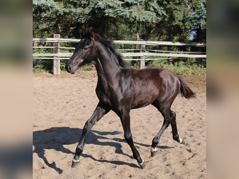 Hannoveranare Hingst Föl (05/2024) Svart in Kremmen