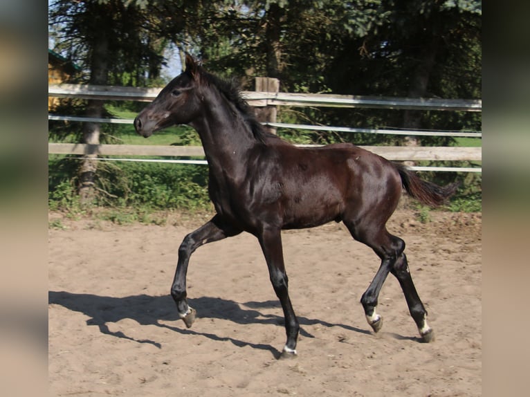 Hannoveranare Hingst Föl (05/2024) Svart in Kremmen