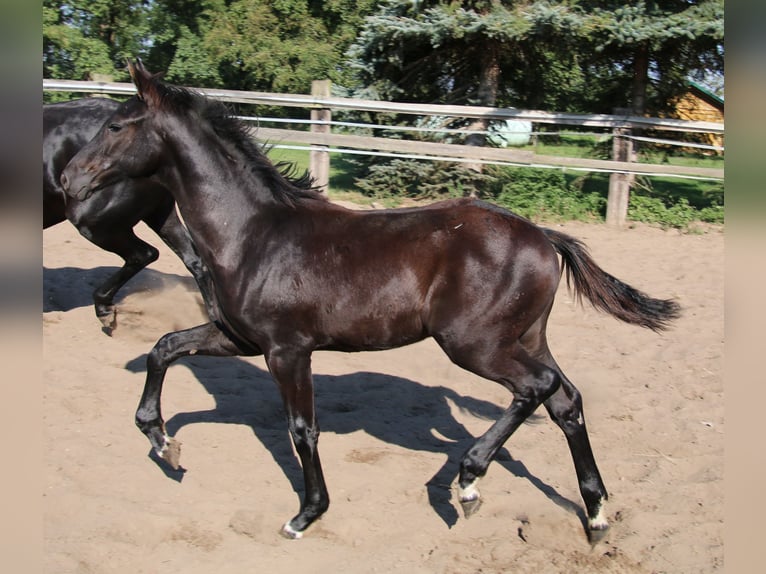 Hannoveranare Hingst Föl (05/2024) Svart in Kremmen