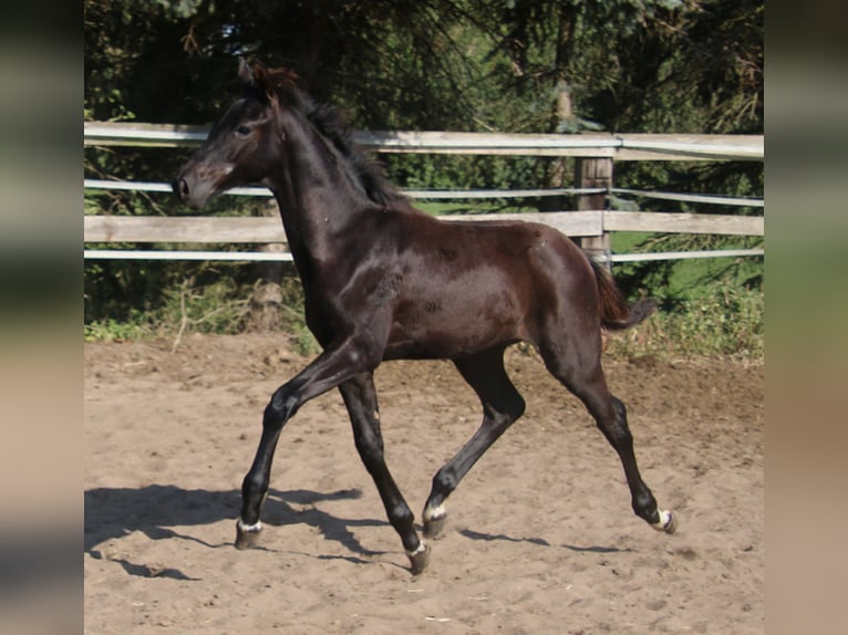 Hannoveranare Hingst Föl (05/2024) Svart in Kremmen