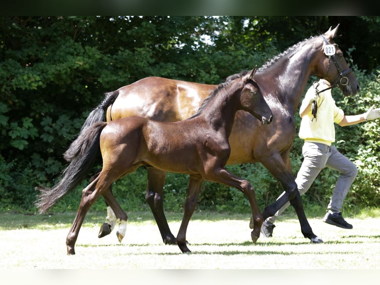 Hannoveranare Hingst Föl (05/2024) Svart in Lüchow