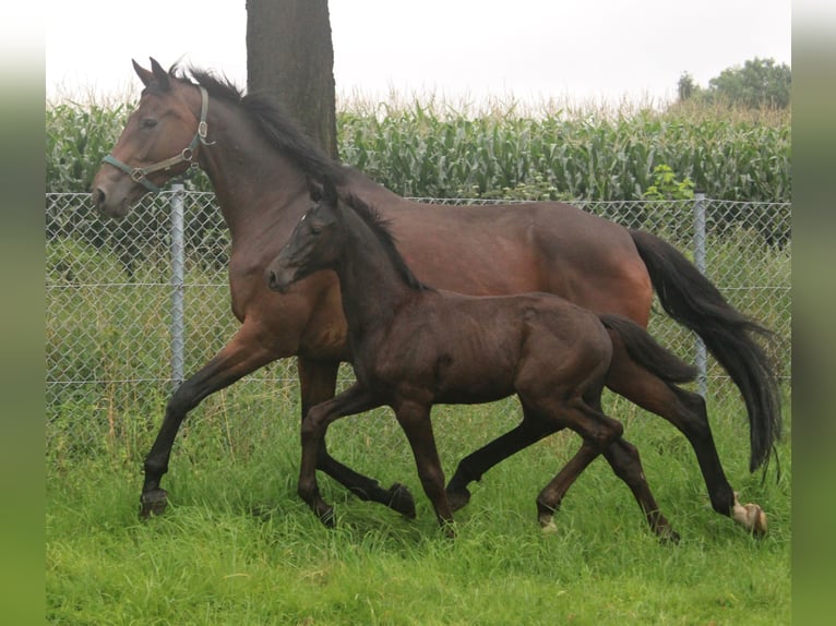 Hannoveranare Hingst Föl (05/2024) Svart in Obernkirchen