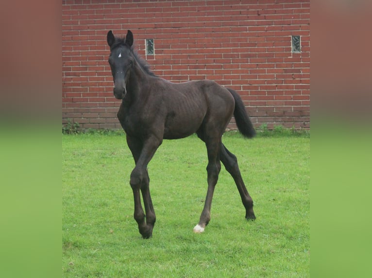 Hannoveranare Hingst Föl (05/2024) Svart in Obernkirchen