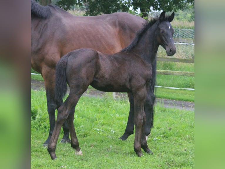 Hannoveranare Hingst Föl (05/2024) Svart in Obernkirchen