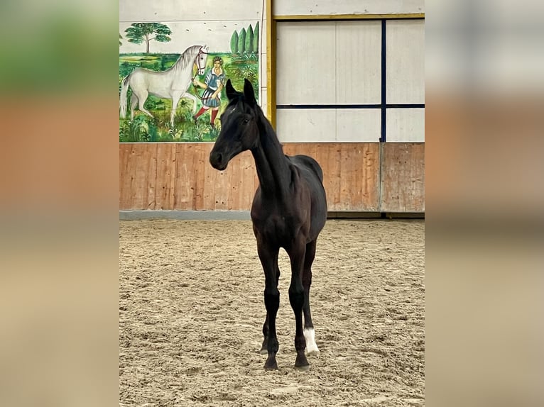 Hannoveranare Hingst Föl (05/2024) Svart in Rees