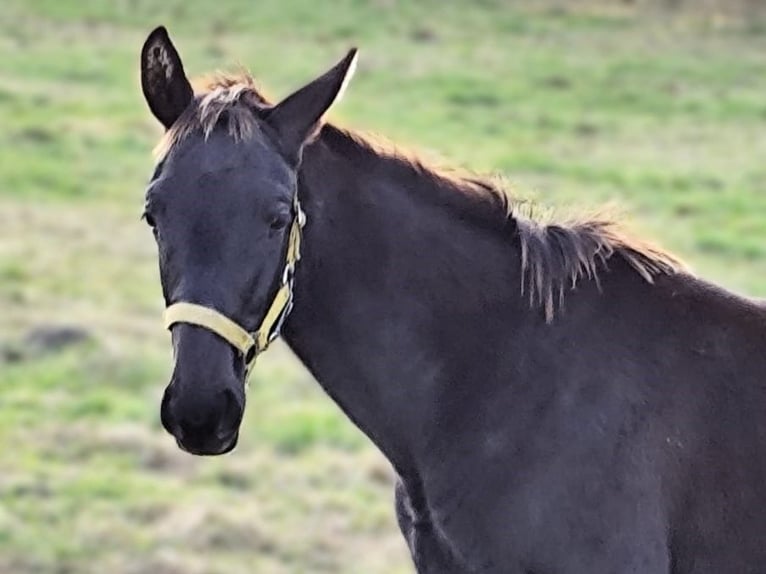 Hannoveranare Hingst Föl (05/2024) Svart in Schollene