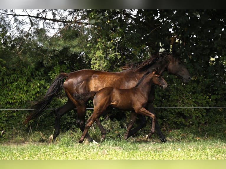 Hannoveranare Hingst Föl (05/2024) Svart in Strausberg