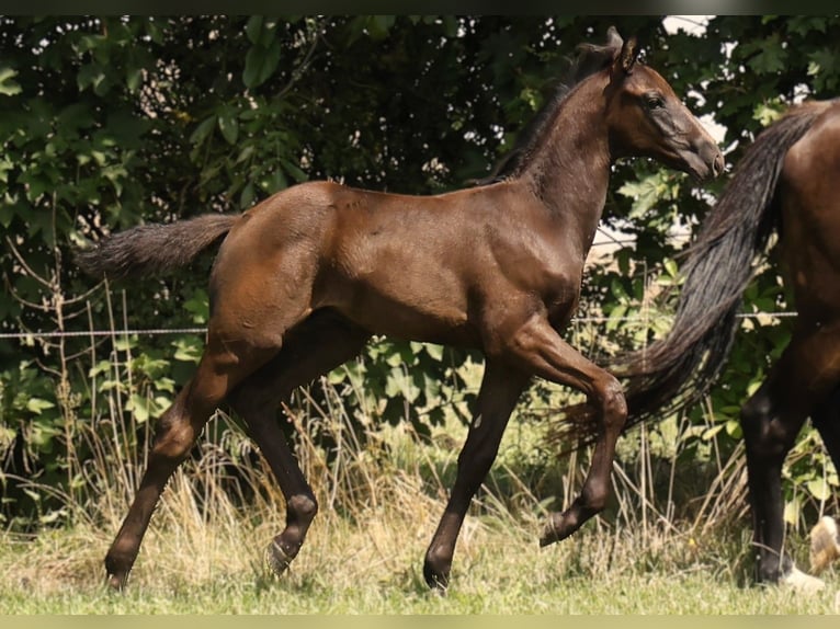 Hannoveranare Hingst Föl (05/2024) Svart in Strausberg