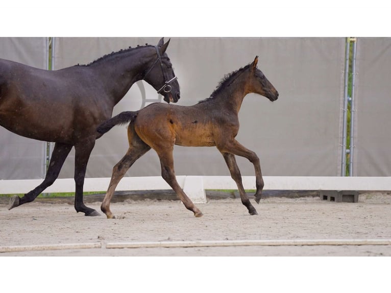 Hannoveranare Hingst Föl (05/2024) Svart in Breddorf