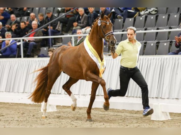Hannoveranare Hingst fux in Celle