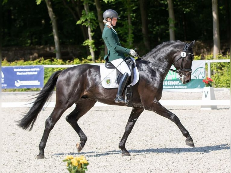 Hannoveranare Hingst Mörkbrun in Seelitz