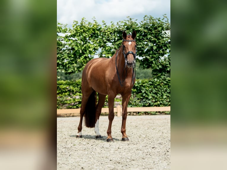 Hannoveranare Sto 10 år 168 cm fux in Goch