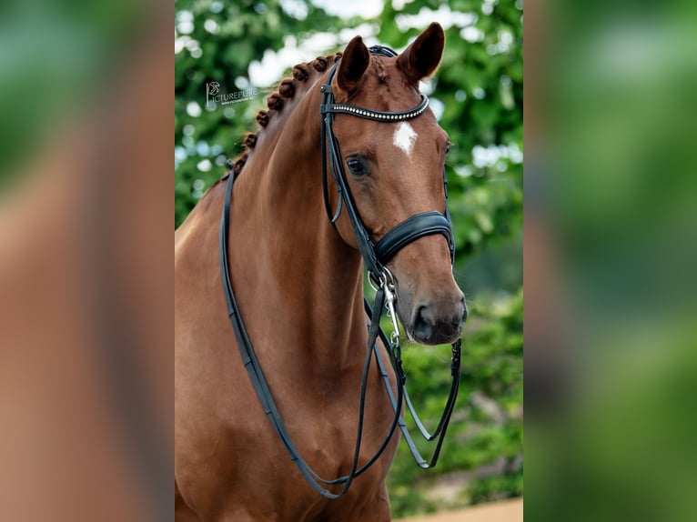 Hannoveranare Sto 10 år 168 cm fux in Goch