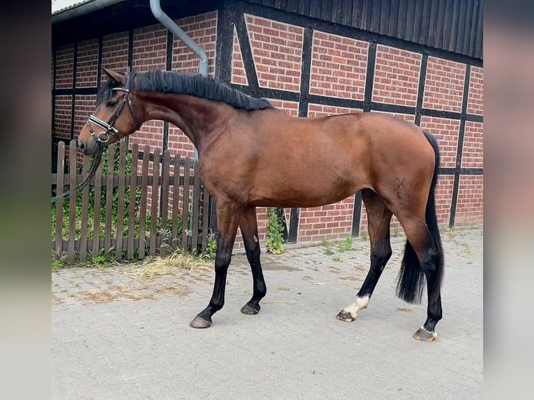 Hannoveranare Sto 11 år 168 cm Mörkbrun in Telgte