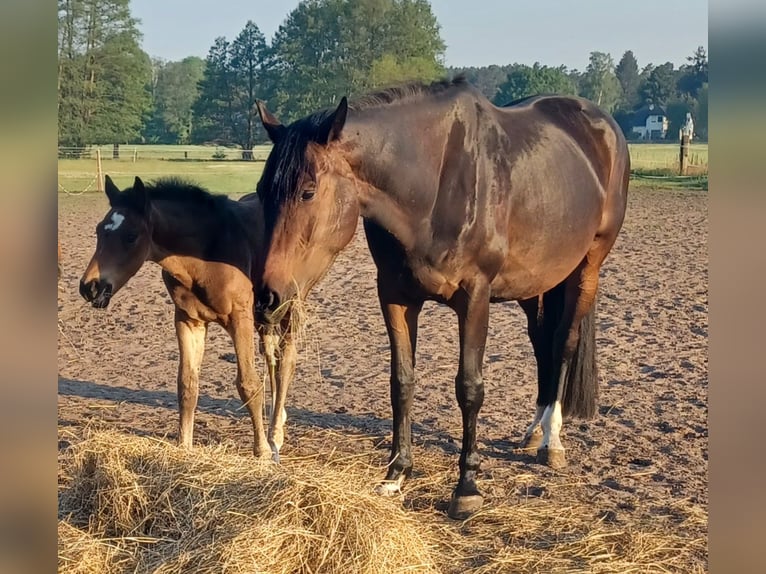 Hannoveranare Sto 12 år 167 cm in Mühlenberge