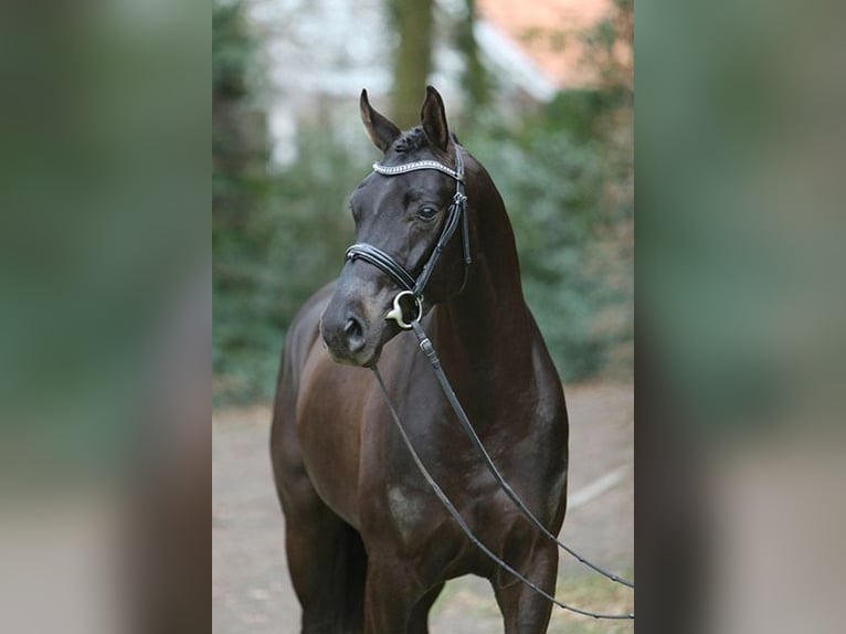 Hannoveranare Sto 12 år 168 cm in Bad Salzdetfurth