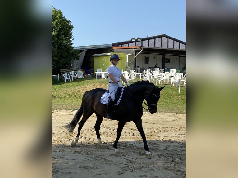 Hannoveranare Sto 12 år 175 cm Rökfärgad svart in Braunschweig