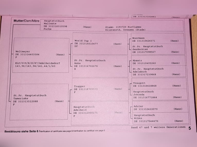 Hannoveranare Sto 14 år 170 cm Fux in Eilenburg