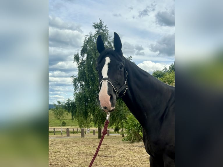 Hannoveranare Sto 14 år 175 cm Svart in Medebach