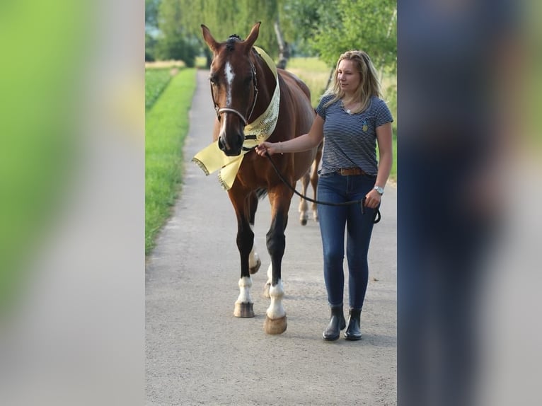 Hannoveranare Sto 15 år 167 cm Brun in Emmerthal