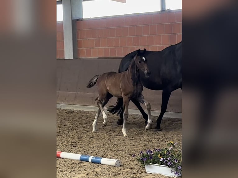 Hannoveranare Sto 16 år 166 cm Mörkbrun in Langwedel